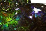 Museum Quality Ammonite (Ammolite) Fossil - Rare Purple! #313395-7